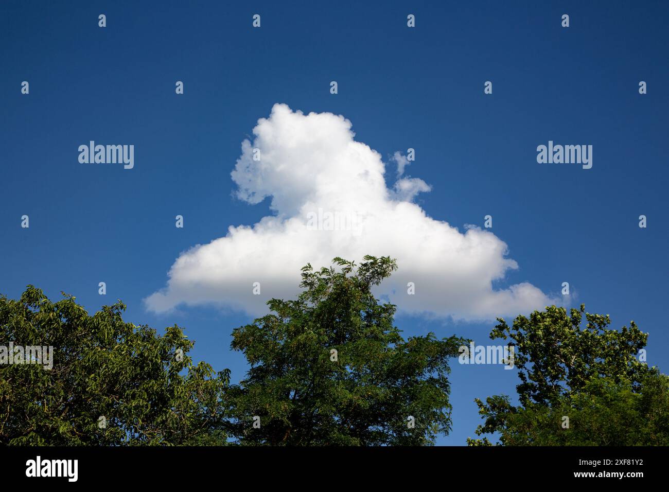 Canopées d'arbres avec un seul nuage dans le ciel central Banque D'Images