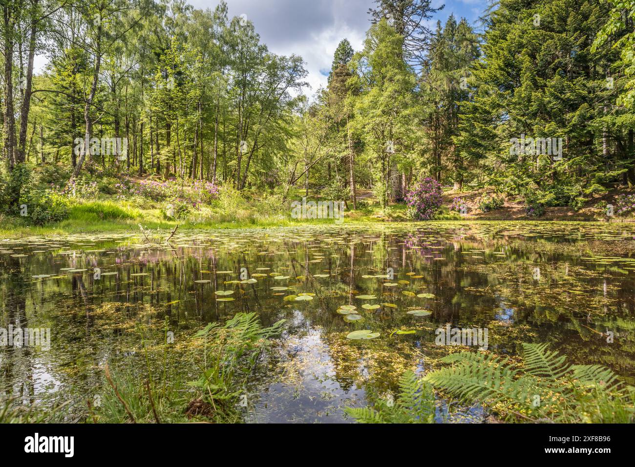 Géographie / voyage, Grande-Bretagne, Écosse, étang dans le jardin paysager Glencoe House, Ballachulish, ADDITIONAL-RIGHTS-LEARANCE-INFO-NOT-AVAILABLE Banque D'Images