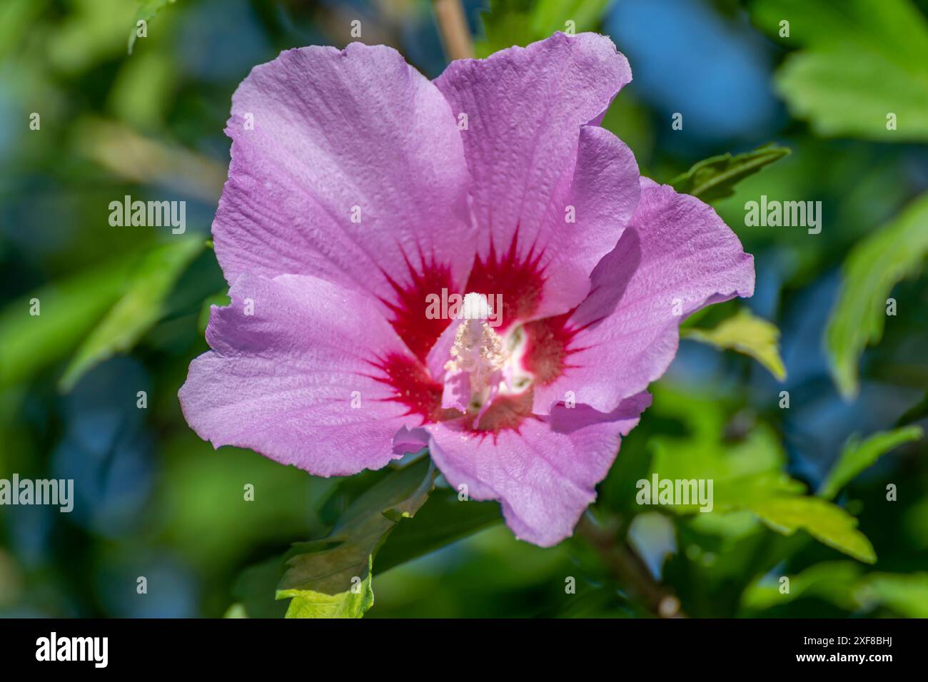Une belle fleur d'Hibiscus lilas a fleuri en été Banque D'Images