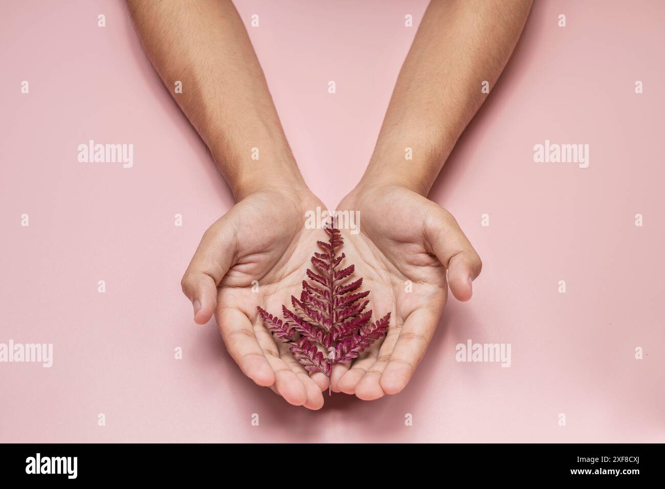 Ouvrez les mains en tenant doucement une feuille rouge sur un fond rose, créant une image puissante de la conservation et des soins de l'environnement Banque D'Images