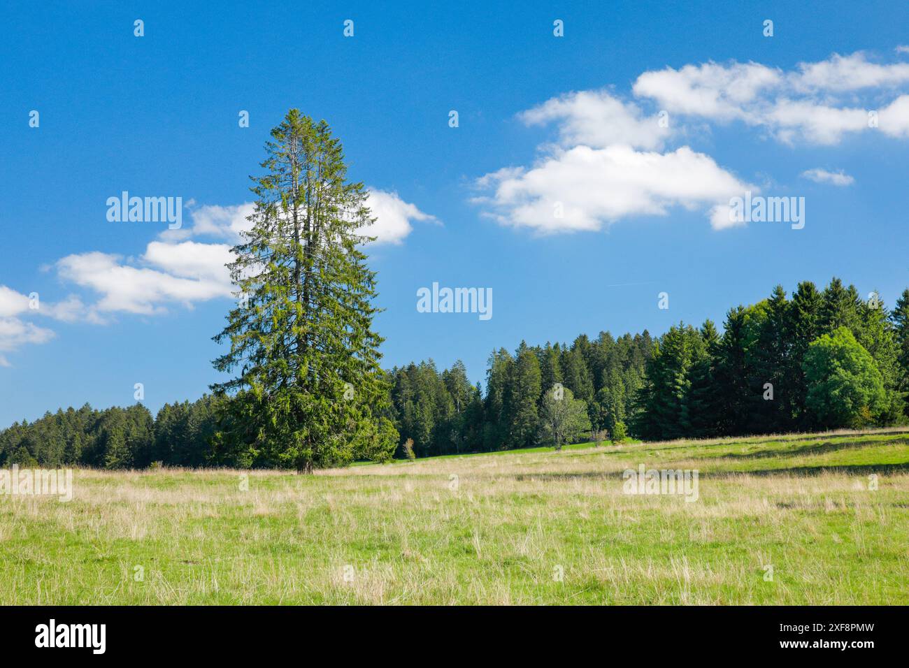 Géographie / voyage, grand sapin sur la prairie sous le ciel bleu près des Breuleux, NON-EXCLUSIF-USAGE POUR LE PLIAGE-CARTE-VOEUX-CARTE-POSTALE-UTILISATION Banque D'Images