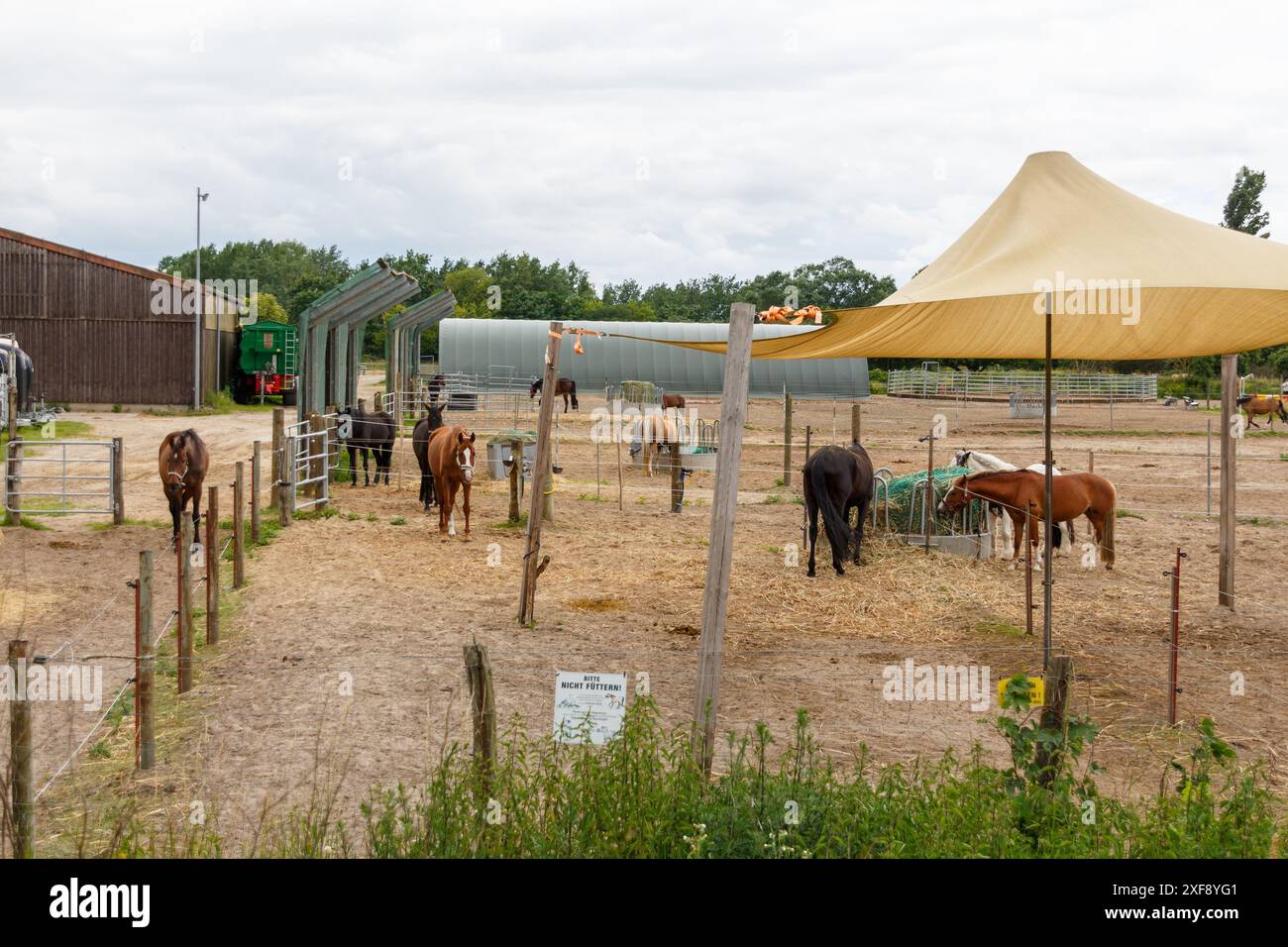 Une école d'équitation et des chevaux, à Gatow, Berlin Banque D'Images