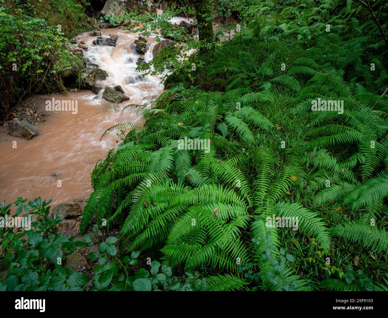 Rivière Bayones, parc naturel de Saja-Besaya, Cantabrie, Espagne Banque D'Images