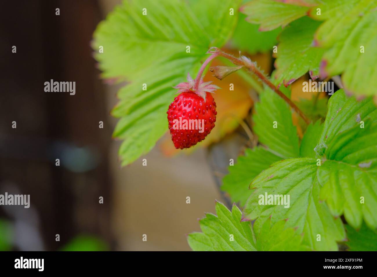 Fraise de montagne Banque D'Images