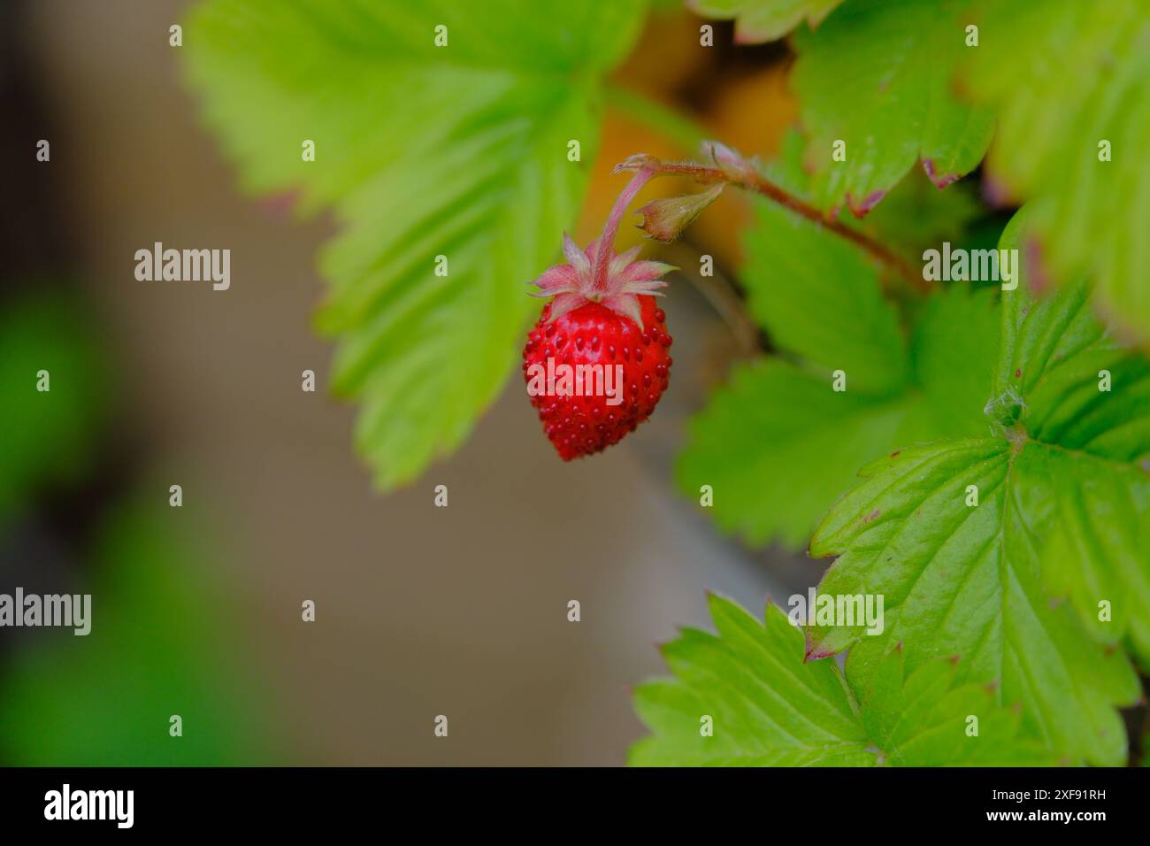 Fraise de montagne Banque D'Images
