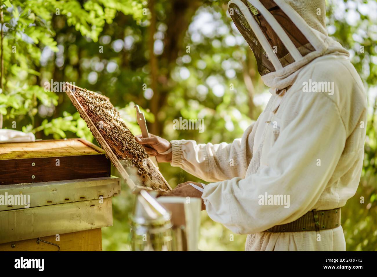 Le apiculteur examine ses ruches en forêt. Apiculture professionnelle. Banque D'Images