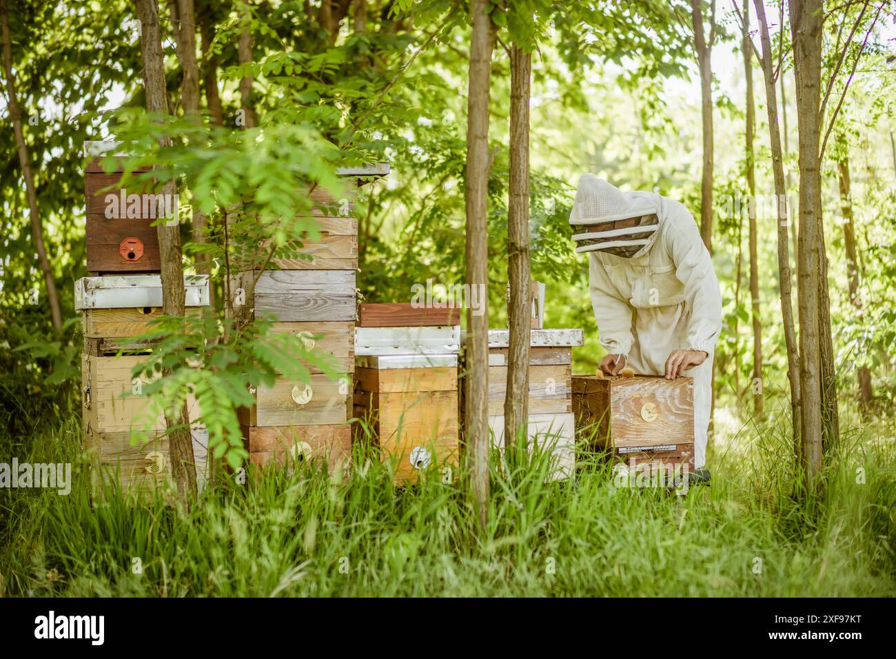 Le apiculteur examine ses ruches en forêt. Apiculture professionnelle. Banque D'Images