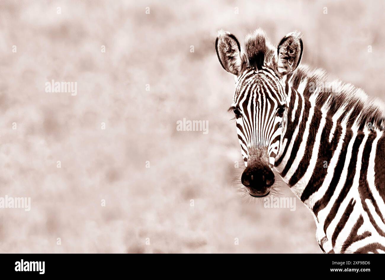 Zèbre (Hippotigris) debout de profil avec des rayures noires et blanches distinctives sur un fond de savane flou. Biélorussie, Minsk Banque D'Images