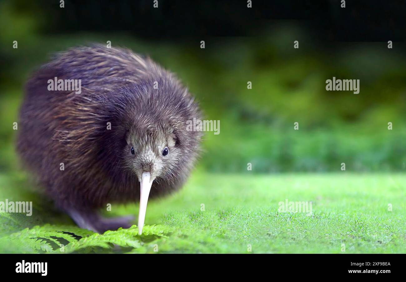 Oiseau kiwi (Apteryx) avec des plumes brunes et un long bec debout parmi les fougères vertes dans un cadre naturel. Biélorussie, Minsk Banque D'Images