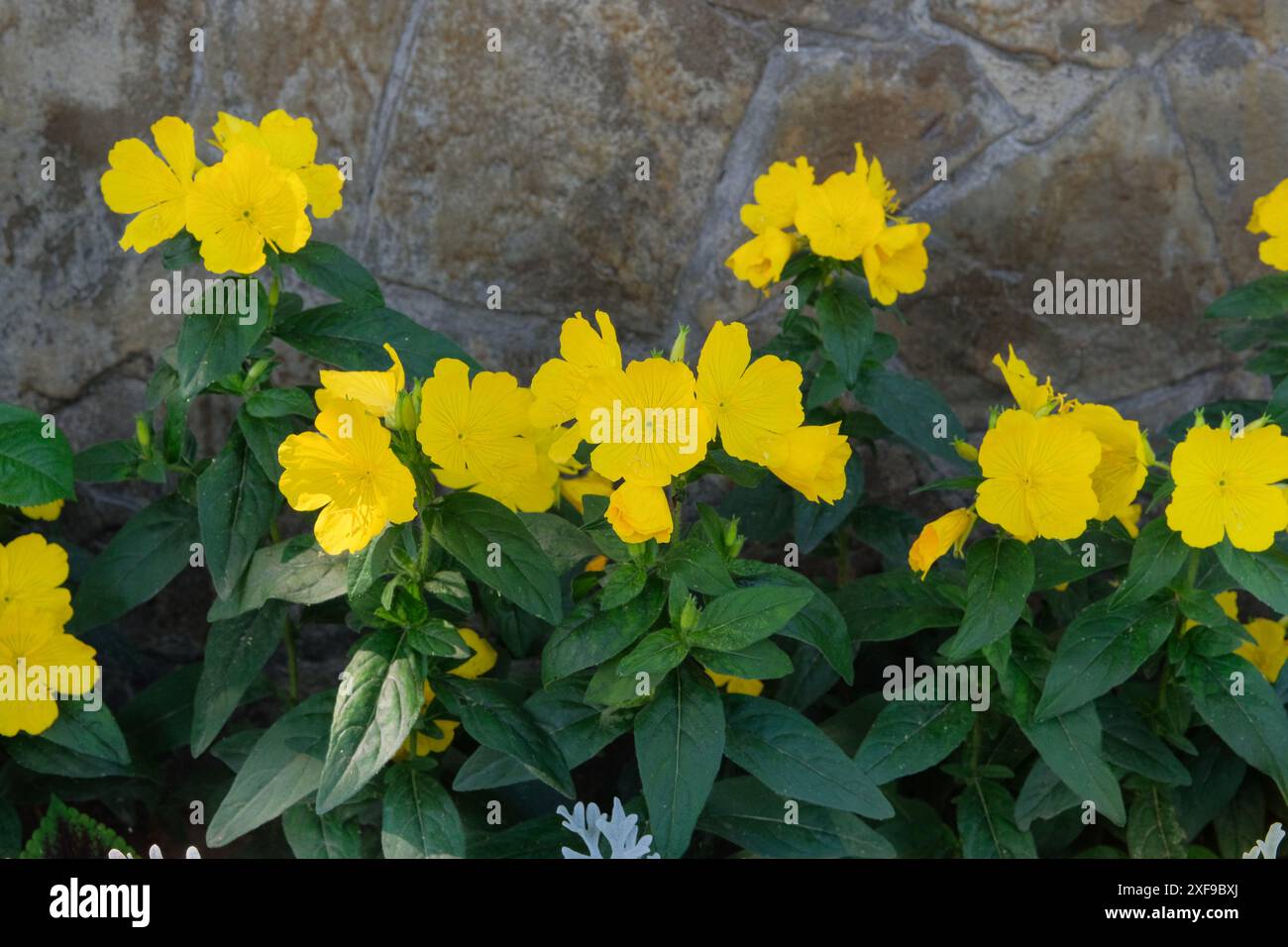 Parterre de fleurs. Oenothera biennis pousse dans le jardin. Fleurs jaunes. Banque D'Images