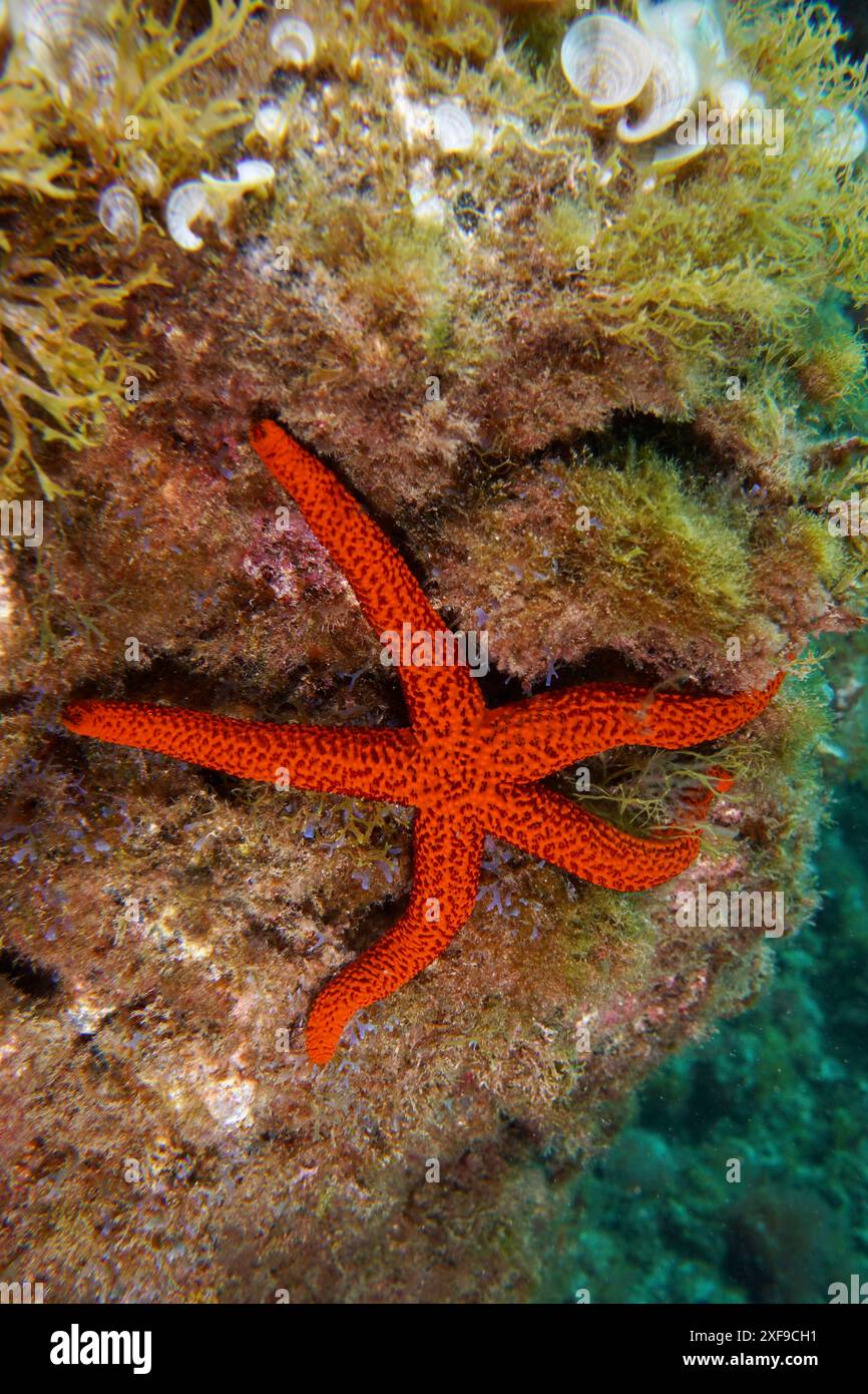 Une étoile méditerranéenne de la mer rouge (Echinaster sepositus) s'accroche à un récif recouvert d'algues. Site de plongée Montana Amarilla, Costa del Silencio, Tenerife, Canary Banque D'Images