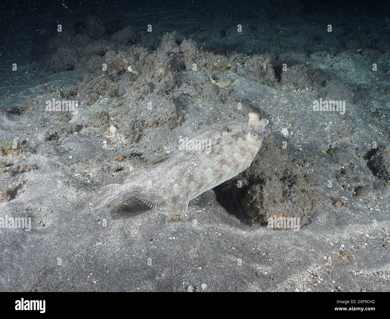 Un flet, turbot aux yeux larges (Bothus podas maderensis), la nuit sur le fond marin sombre, bien camouflé. Site de plongée Playa, Los Cristianos, Tenerife Banque D'Images