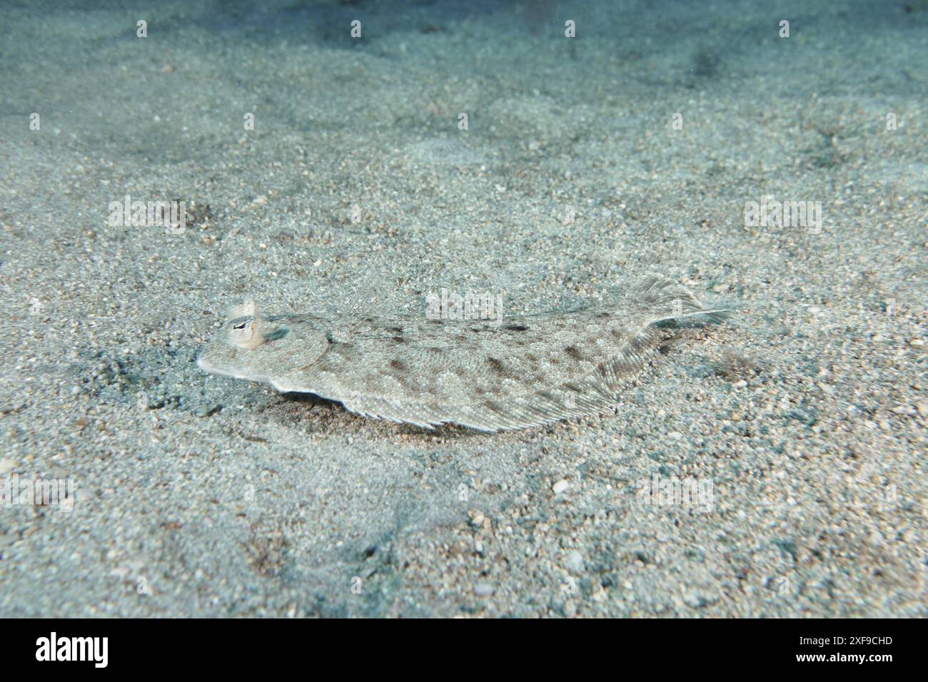 Un flet, turbot aux yeux larges (Bothus podas maderensis), sur un fond marin sablonneux avec un excellent camouflage. Site de plongée Roca Jolia, Las Galletas, Tenerife Banque D'Images