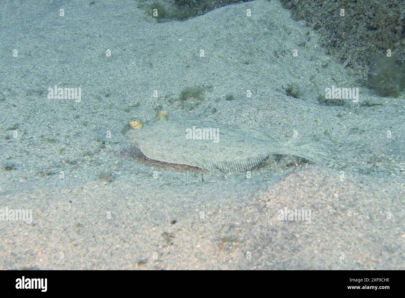 Flet, turbot aux yeux larges (Bothus podas maderensis), bien camouflé, sur les fonds marins sablonneux. Site de plongée Montana Amarilla, Costa del Silencio Banque D'Images