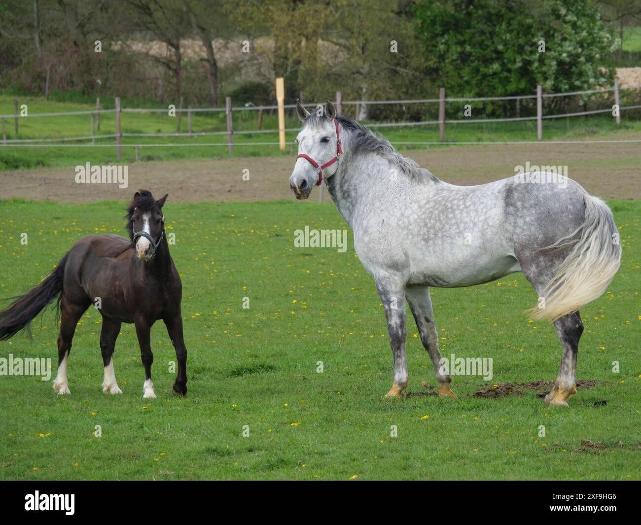 Un cheval gris et un cheval noir se tiennent côte à côte sur un pré vert et regardent dans la caméra, borken, muensterland, allemagne Banque D'Images