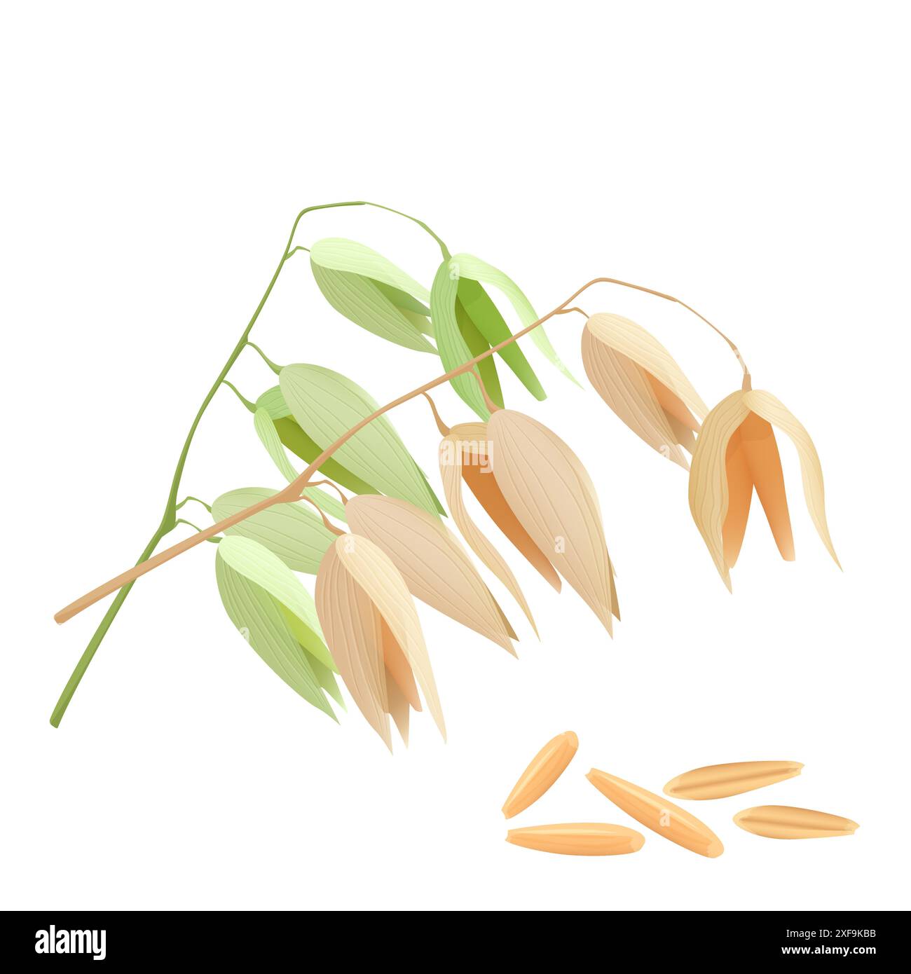 Plante d'avoine avec grain, graines de céréales pour la production de flocons d'avoine et illustration vectorielle de muesli Illustration de Vecteur