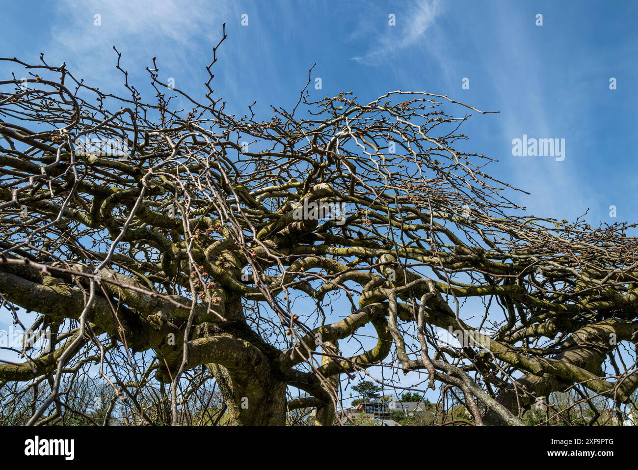 Les branches tombantes sans feuilles d’Ulmus glabra «Camperdownii» Weeping Wych Elm dans Trenance Gardens à Newquay en Cornouailles au Royaume-Uni. Banque D'Images Les branches tombantes sans feuilles d’Ulmus glabra «Camperdownii» Weeping Wych Elm dans Trenance Gardens à Newquay en Cornouailles au Royaume-Uni. Banque D'Images