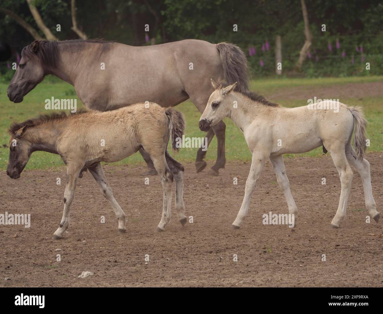Un poulain et un cheval adulte debout dans un pré, merfeld, Rhénanie du Nord-Westphalie, Allemagne Banque D'Images