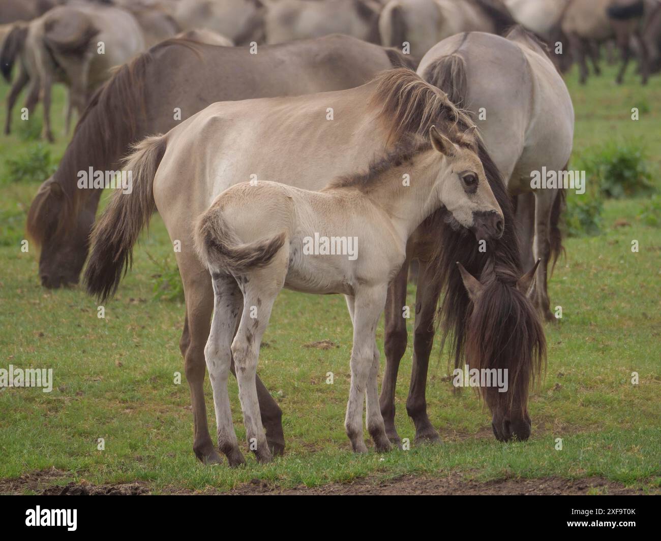 Un petit poulain se tient à côté d'un cheval adulte dans un pré, merfeld, Rhénanie du Nord-Westphalie, Allemagne Banque D'Images