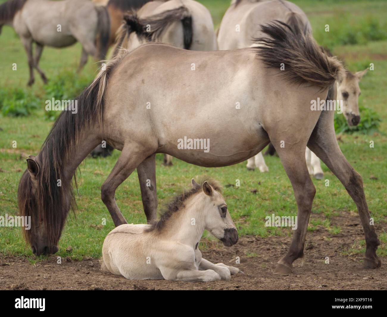 Un poulain se trouve sur une prairie verte à côté d'un grand cheval debout à côté d'elle, merfeld, Rhénanie du Nord-Westphalie, Allemagne Banque D'Images