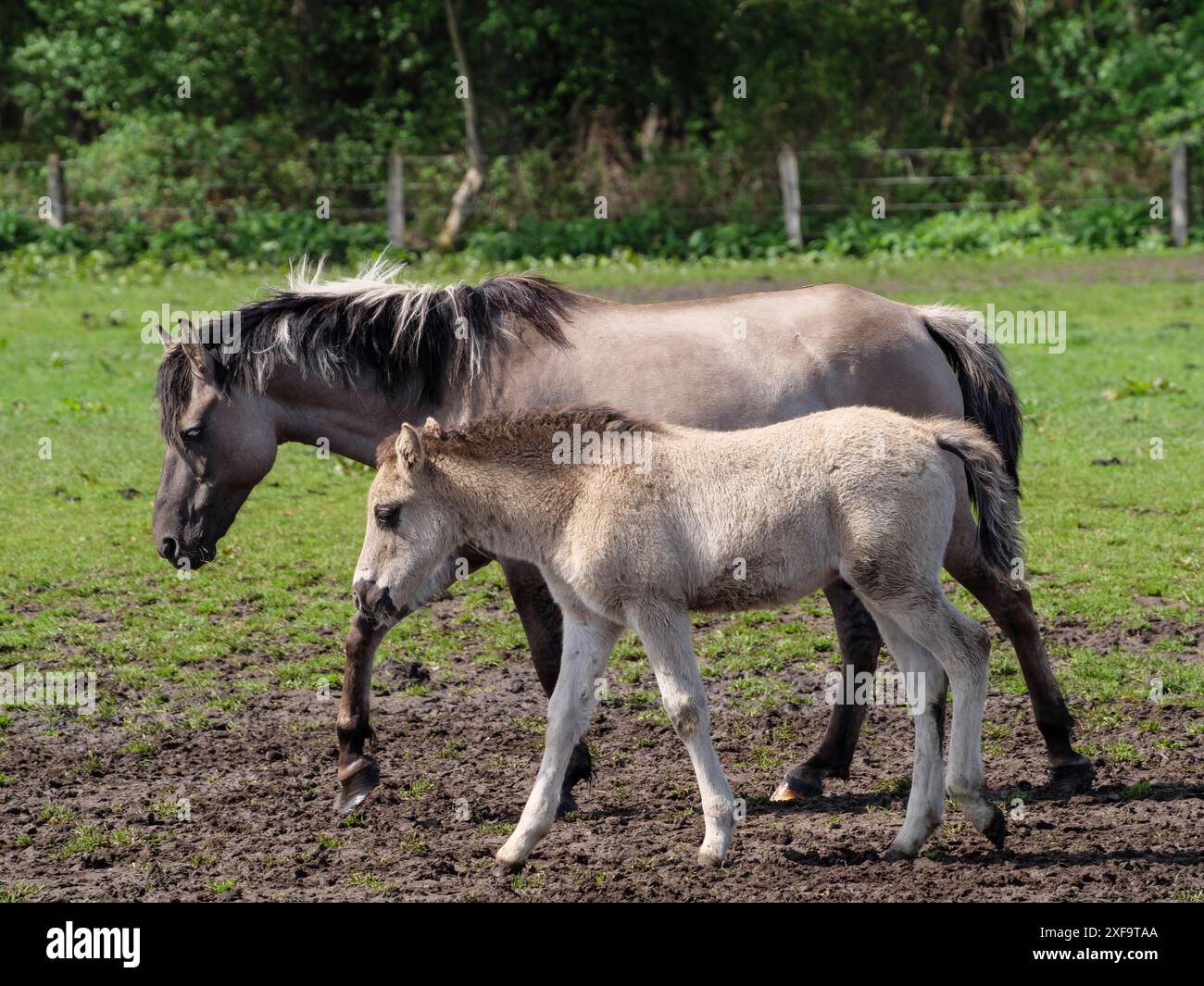 Un poulain court à côté d'un cheval adulte sur une prairie boueuse, merfeld, muensterland, allemagne Banque D'Images