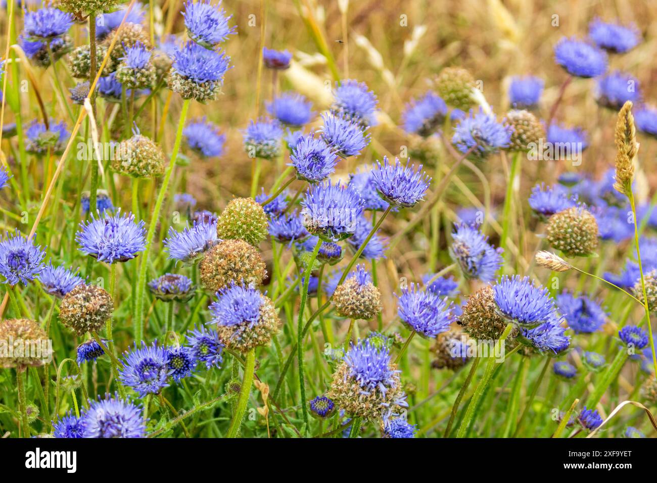 Sheepsbit Scabious, jasione montana fleurs sauvages poussant dans le Pembrokeshire, pays de Galles, Royaume-Uni Banque D'Images Sheepsbit Scabious, jasione montana fleurs sauvages poussant dans le Pembrokeshire, pays de Galles, Royaume-Uni Banque D'Images