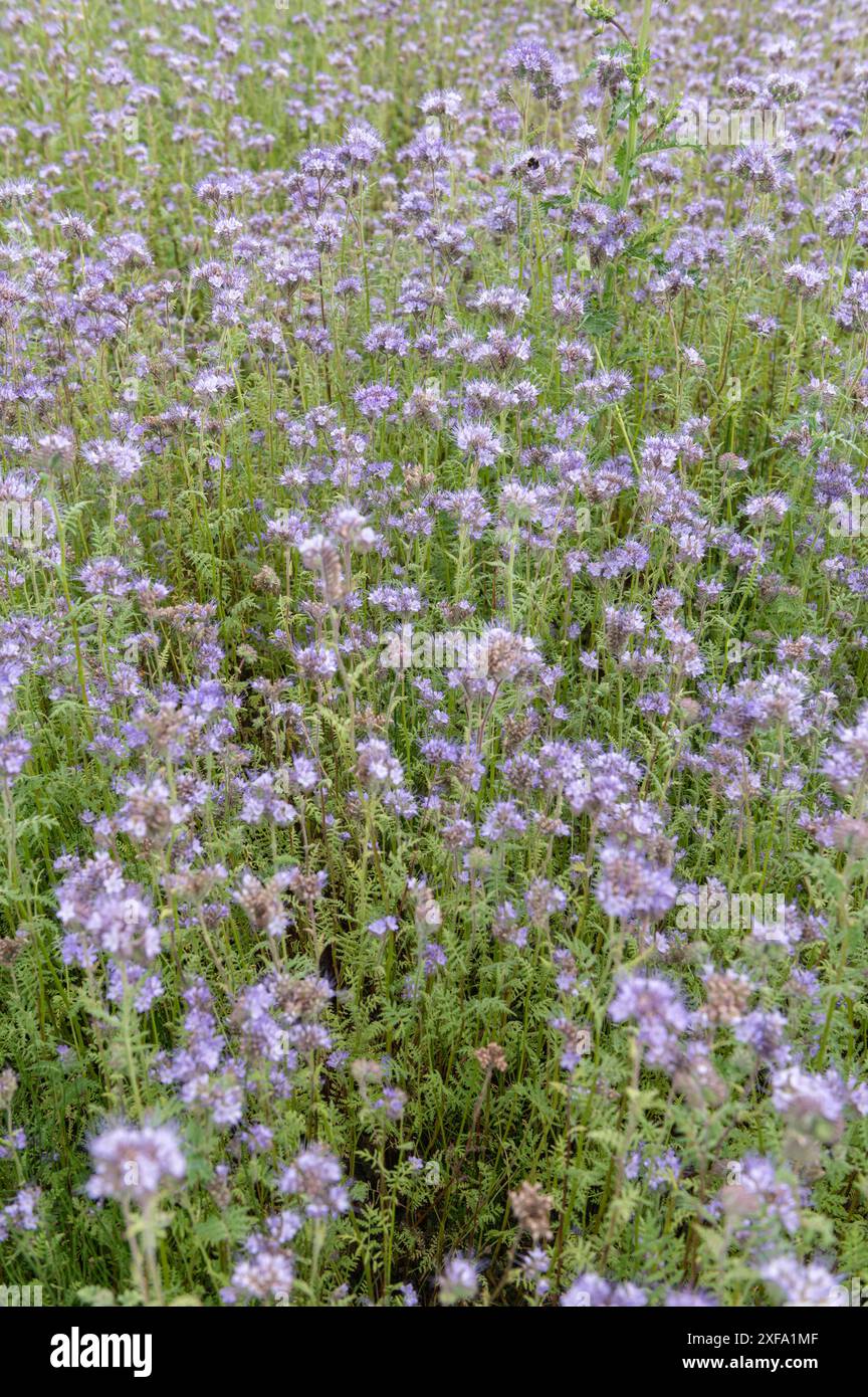 Stock général - jardins et jardinage. Phacelia tanacetifolia, dentelle phacelia planté comme couvre-sol sur une allocation inutilisée comme fumier vert biologique. été, juillet, lant, portrait, sélectif, Focus, juillet, été, Phacelia tanacetifolia dentelle phacelia, phacelia feuille de tanaisie, tanaisie bleue, tanaisie violette, fiddleneck, annuel, vert, fumier, biologique, sol, couverture, feuille, feuilles, folliage, semis Banque D'Images