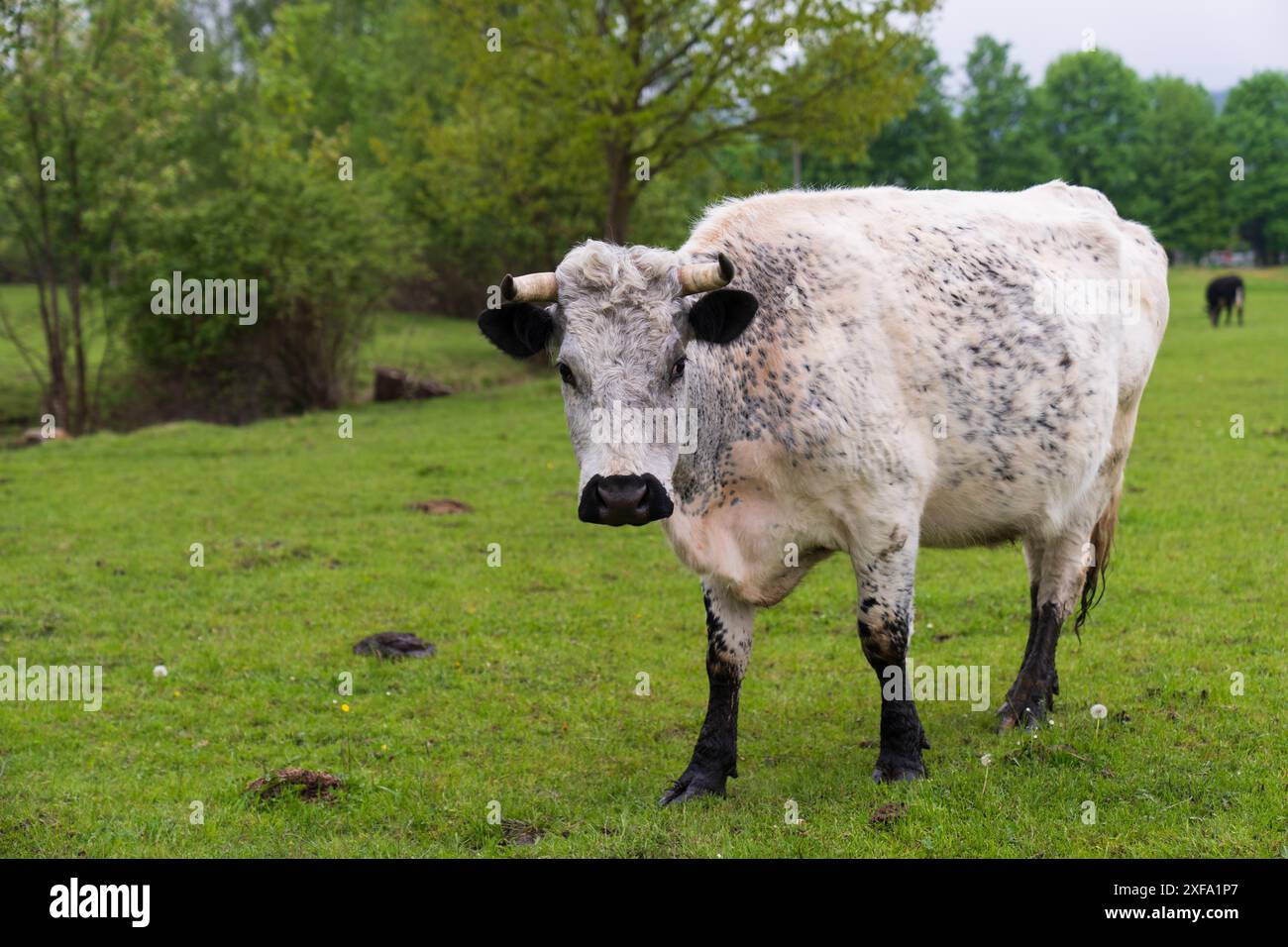 Une vache blanche pèle sur une prairie verte avec de l'herbe fraîche et luxuriante. Une vache pèle dans la campagne en plein air. Banque D'Images