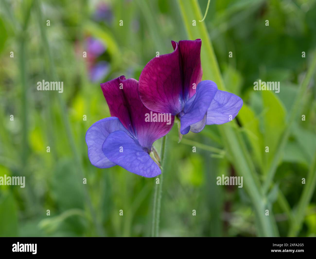 Fleur de Lathyrus odoratus 'Cupani' (un pois bicolore semblable à 'Matucana'), gros plan montrant les pétales bleu et violet Banque D'Images