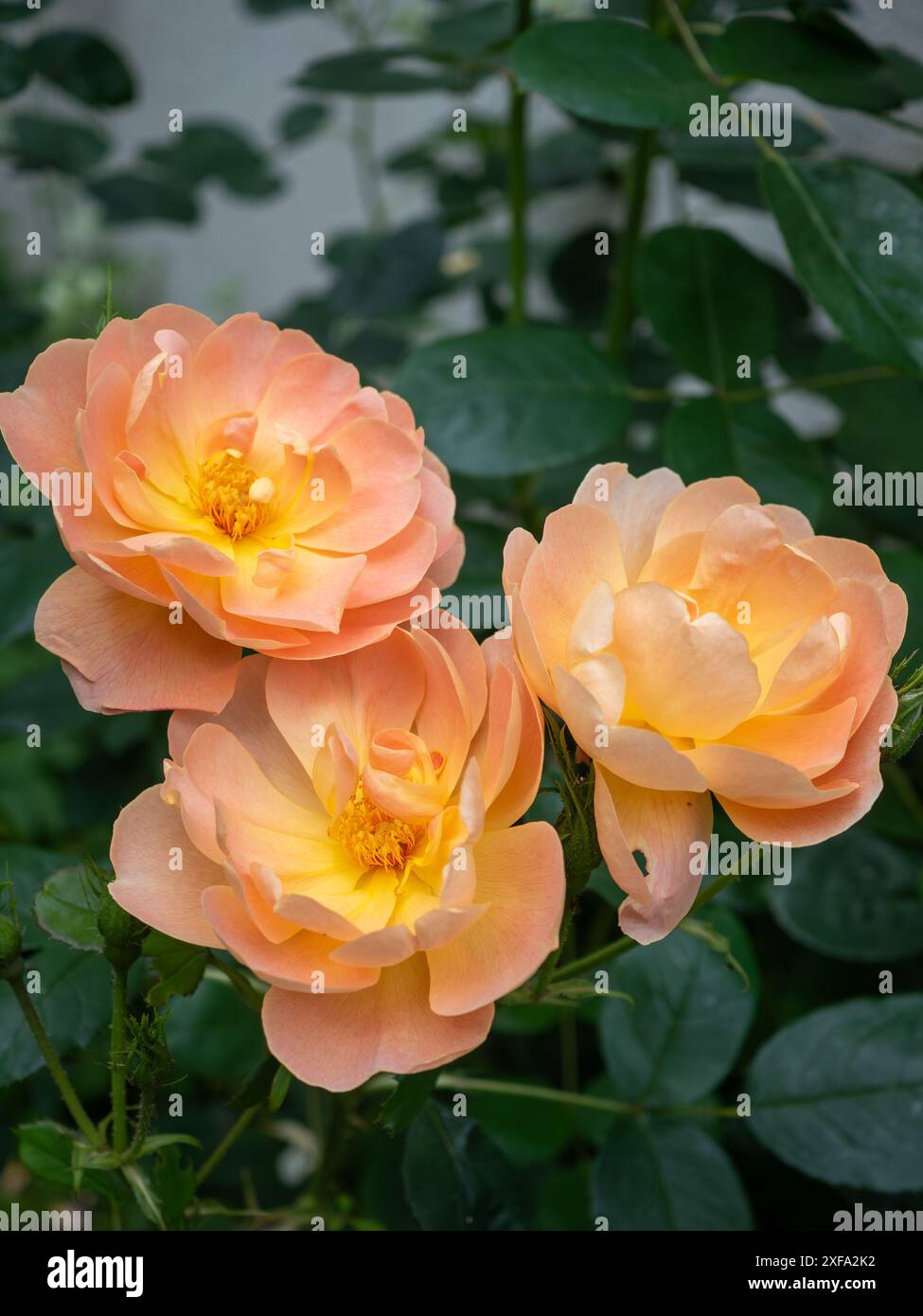 Les fleurs de pêche / abricot de Rosa 'The Lark Ascending' contre son feuillage foncé, gros plan ; un arbuste anglais s'est levé de David Austin Banque D'Images
