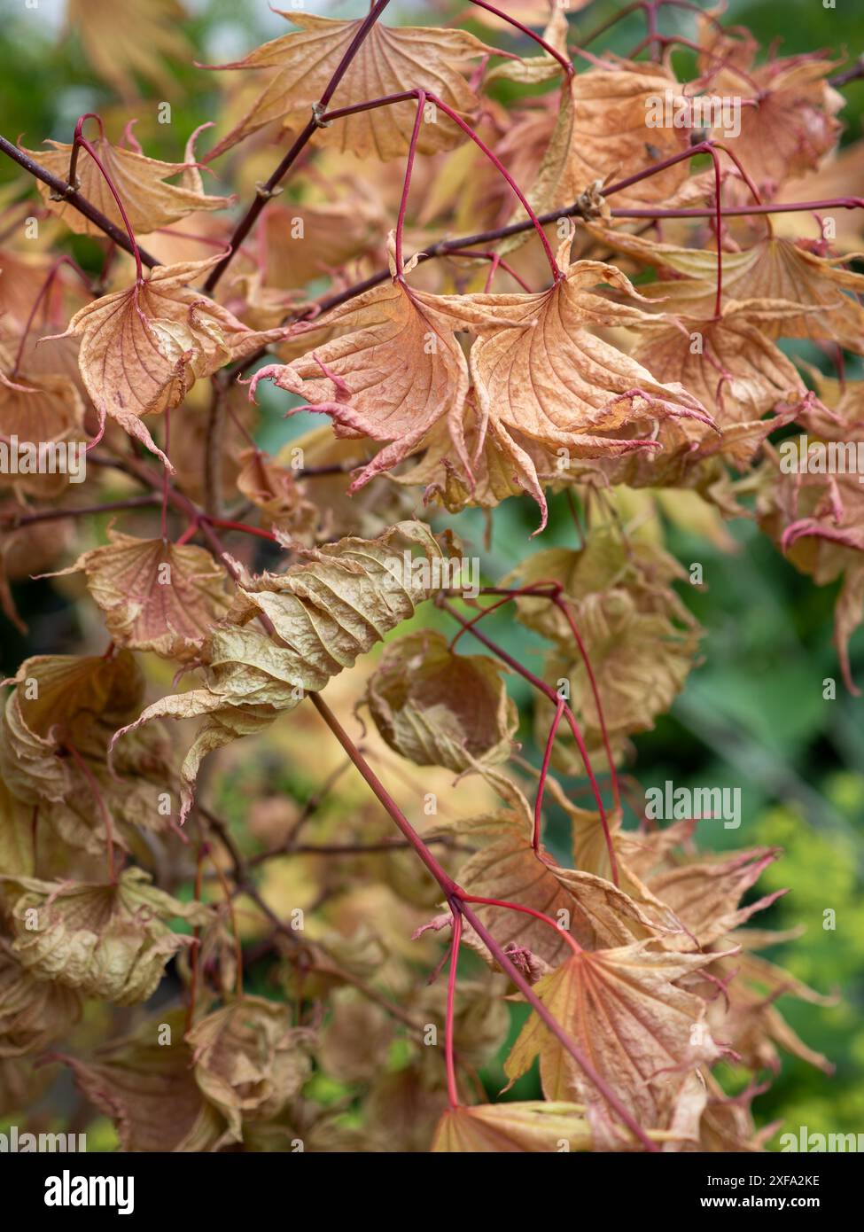 Feuilles d'une plante Acer qui se sont desséchées et enroulées sous le soleil chaud de l'été - la conséquence d'une période sèche et du changement climatique (non tolérant à la sécheresse) Banque D'Images