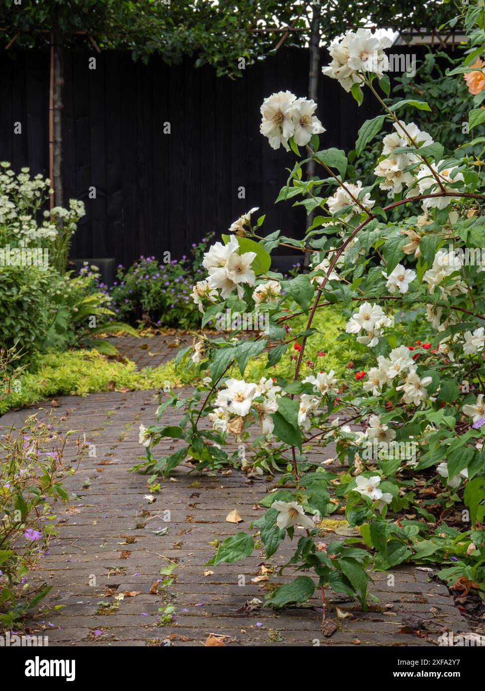 Les tiges arquées de Philadelphus « belle Etoile » (orange imitation) se déversent sur un chemin de jardin rustique, un arbuste parfumé compact aux fleurs blanches parfumées Banque D'Images