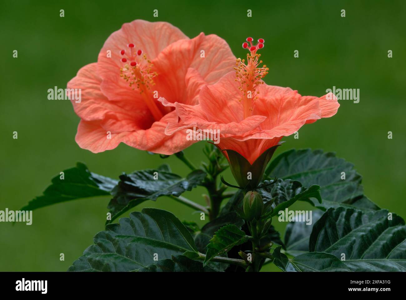 Fleurs d'hibiscus rosa sinensis, rose chinoise pleine floraison, gros plan. Plante de jardin avec des feuilles. Isolé sur fond vert. Trencin, Slovaquie Banque D'Images