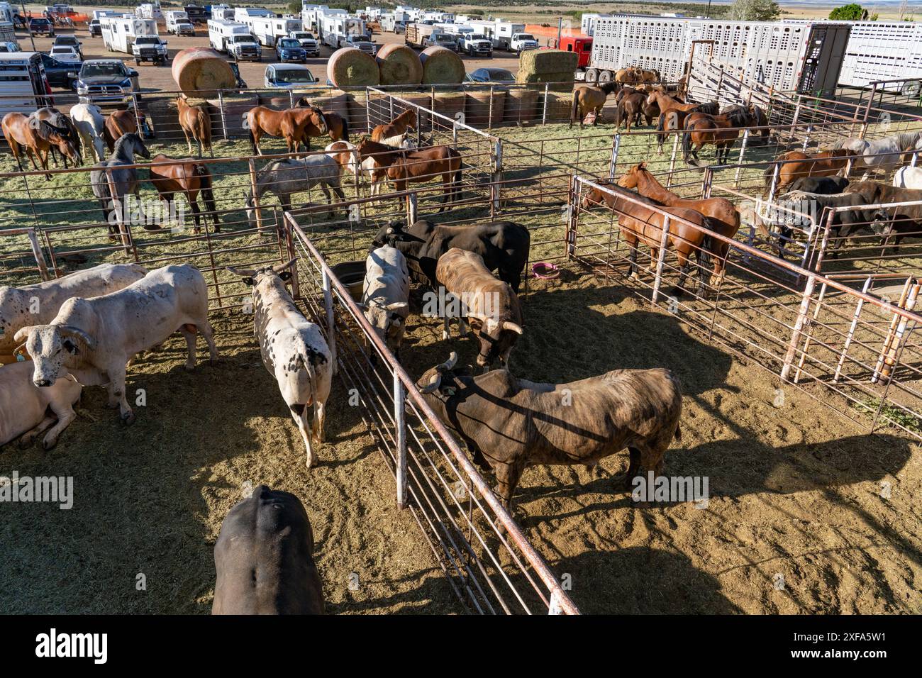 Buking taureaux et chevaux buckers utilisés dans les épreuves d'équitation de taureau, de bronche bareback et de selle ou de fourrage dans un rodéo dans l'Utah. Banque D'Images