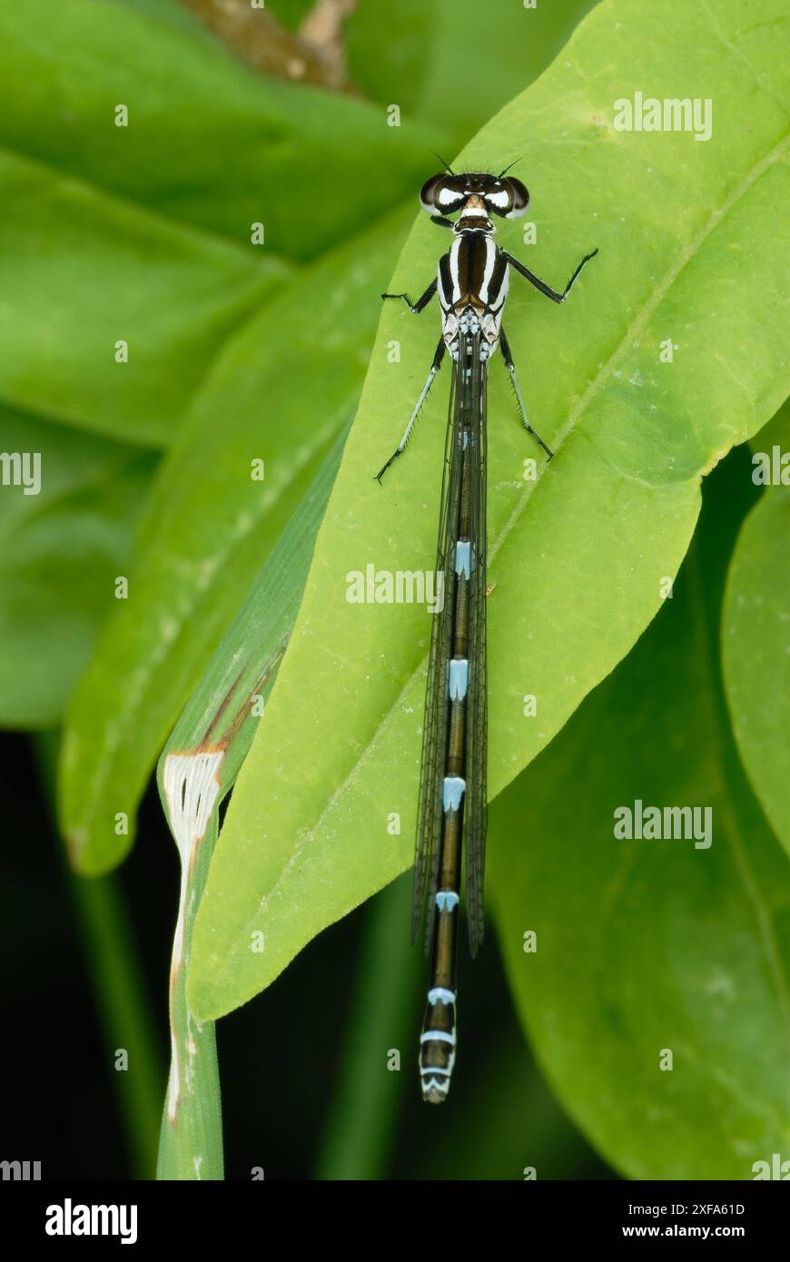 Azure damselfly, femelle Coenagrion puella assise sur une feuille, gros plan. Vue de dessus. Trencin, Slovaquie Banque D'Images