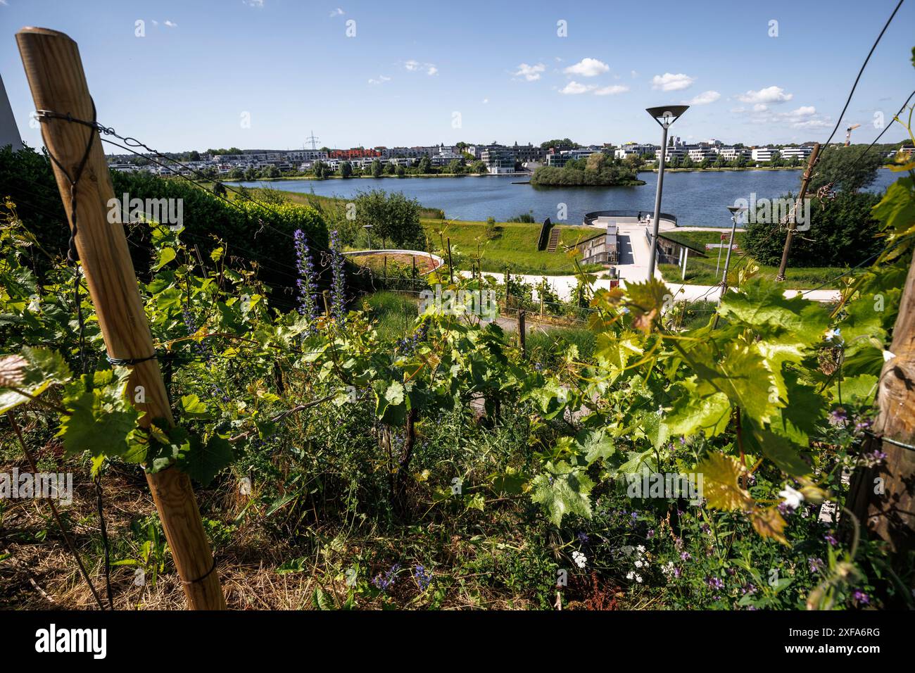 Vignoble sur le lac Phoenix, le lac et son développement voisin ont été construits sur le site de l'ancienne aciérie Phoenix East dans le quartier Hoerde Banque D'Images