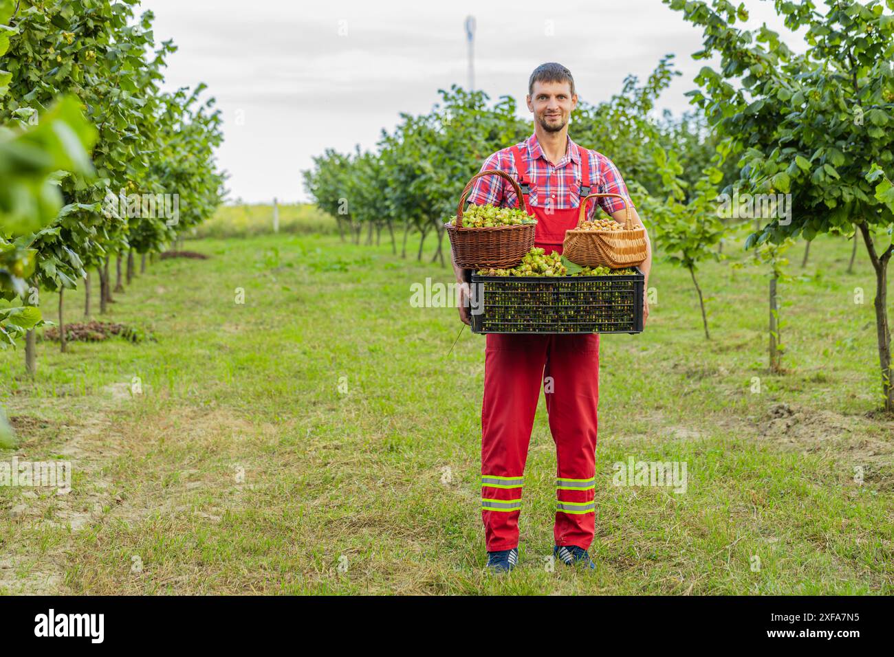 L'agriculteur homme caucasien montre une bonne récolte de noisettes crues tenant une boîte en plastique pleine dans les mains dans le jardin. Rangées d'arbres Hazel. Agronome cultivant des fruits à noix mûres sur le champ. Des produits sains, naturels et écologiques Banque D'Images