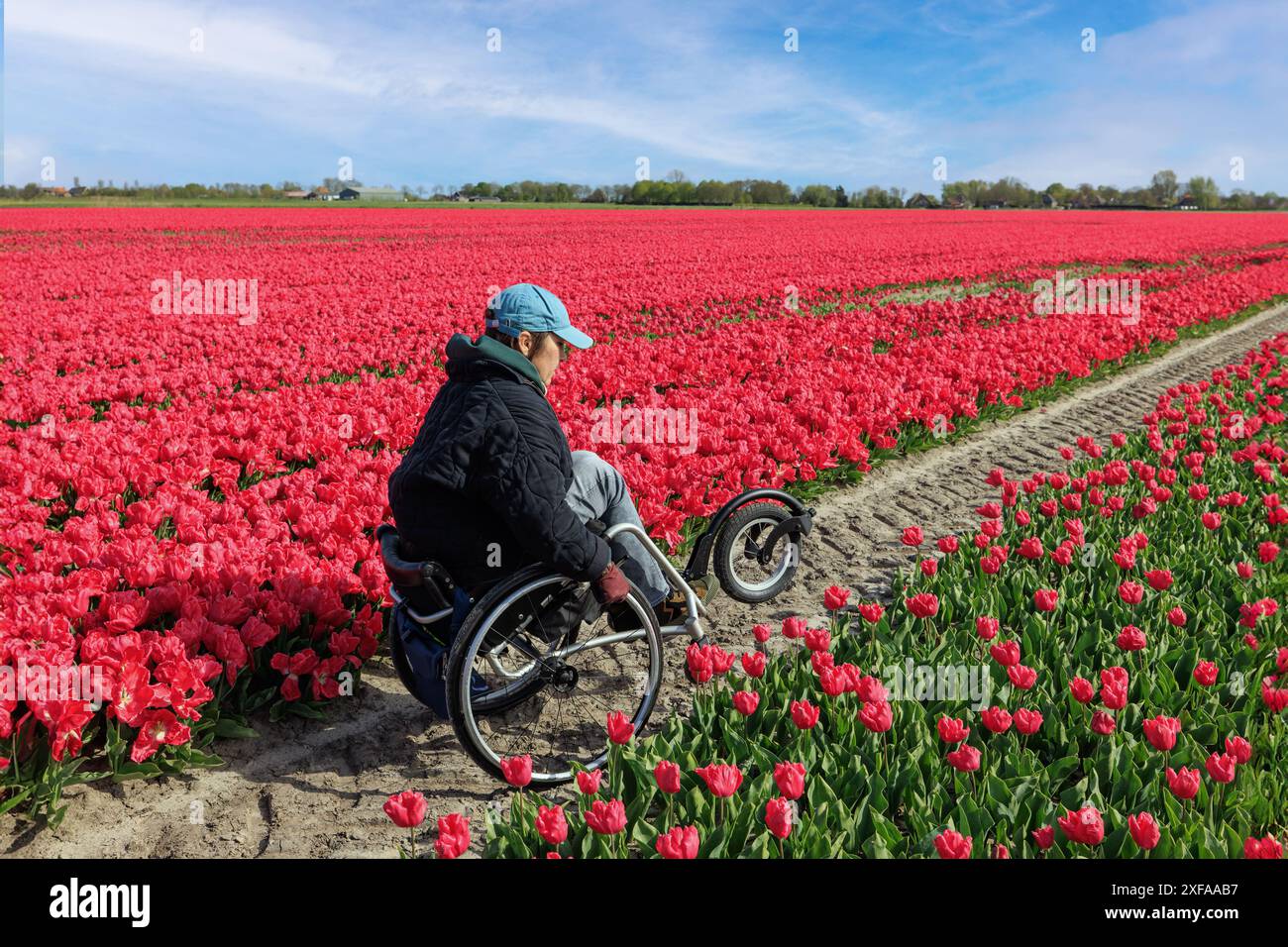 Une jeune femme en fauteuil roulant hors route marche au printemps dans un champ de tulipes en fleurs. Améliorer les expériences de tourisme de plein air pour les personnes vivant avec d. Banque D'Images