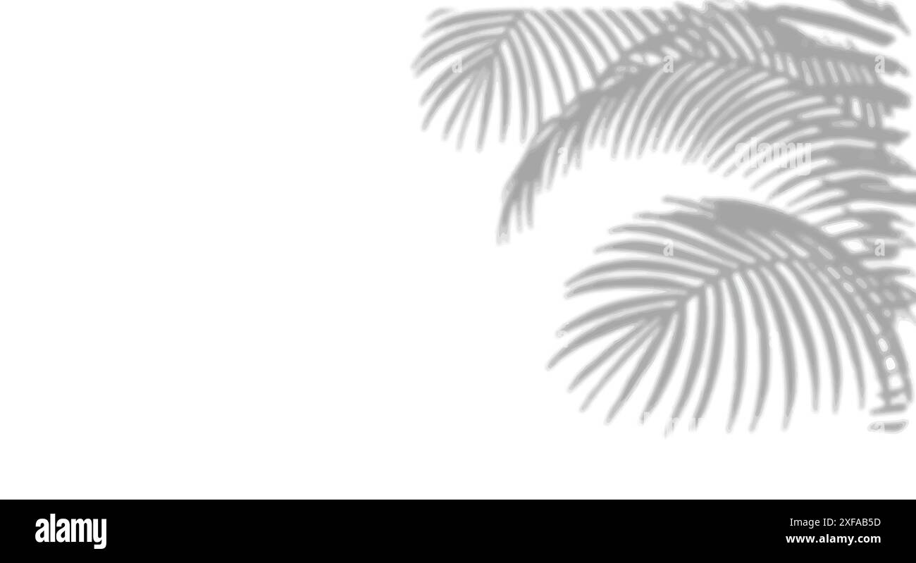 Ombre de feuille de palmier sur Un fond blanc. Palm Leaves Shadow. Illustration de Vecteur