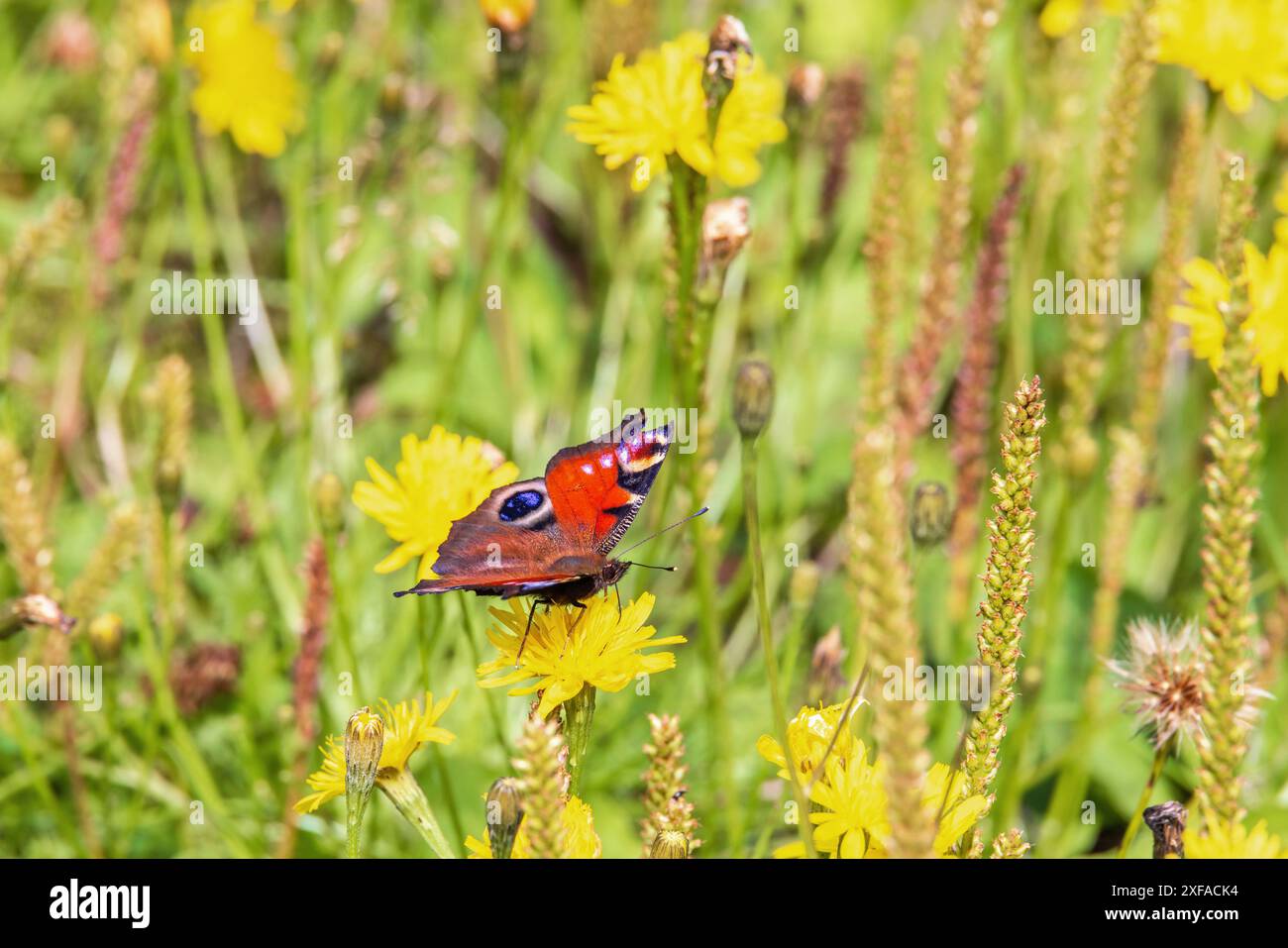 Papillon paon coloré sur une fleur sauvage dans un pré Banque D'Images