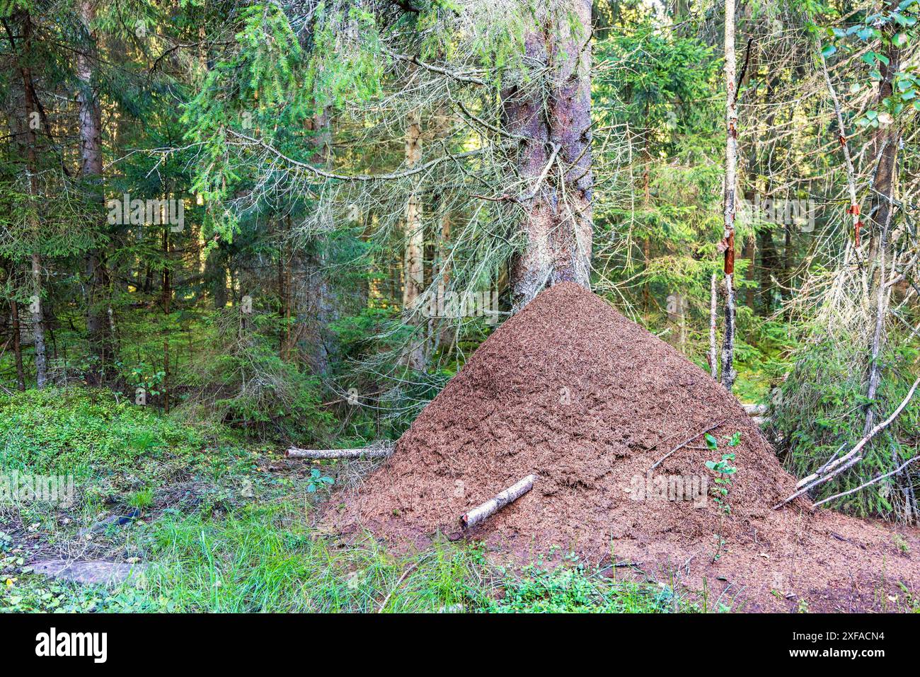 ANT Hill dans une forêt d'épicéas Banque D'Images