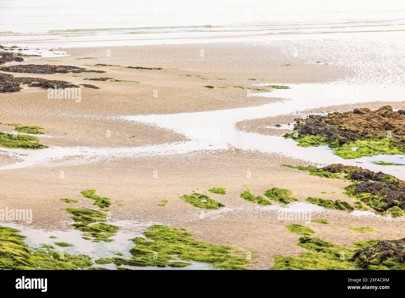 Plage de mer à marée basse avec des algues sur le substrat rocheux Banque D'Images