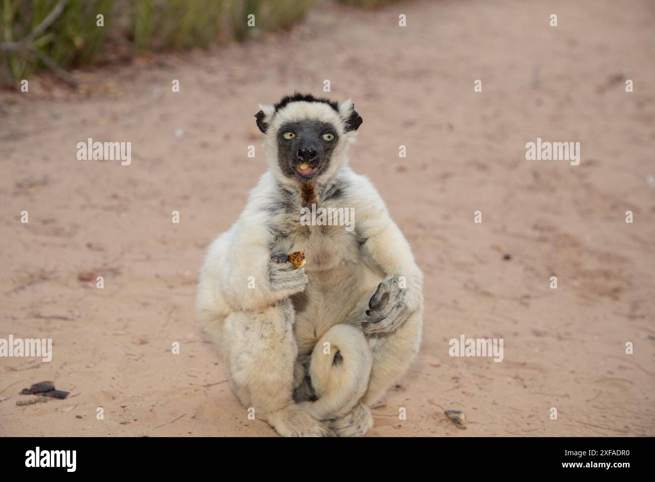 Sifaka blanc de Verreaux avec tête sombre sur la faune de l'île de Madagascar. primate mignon et curieux avec de grands yeux. Célèbre lémurien dansant Banque D'Images