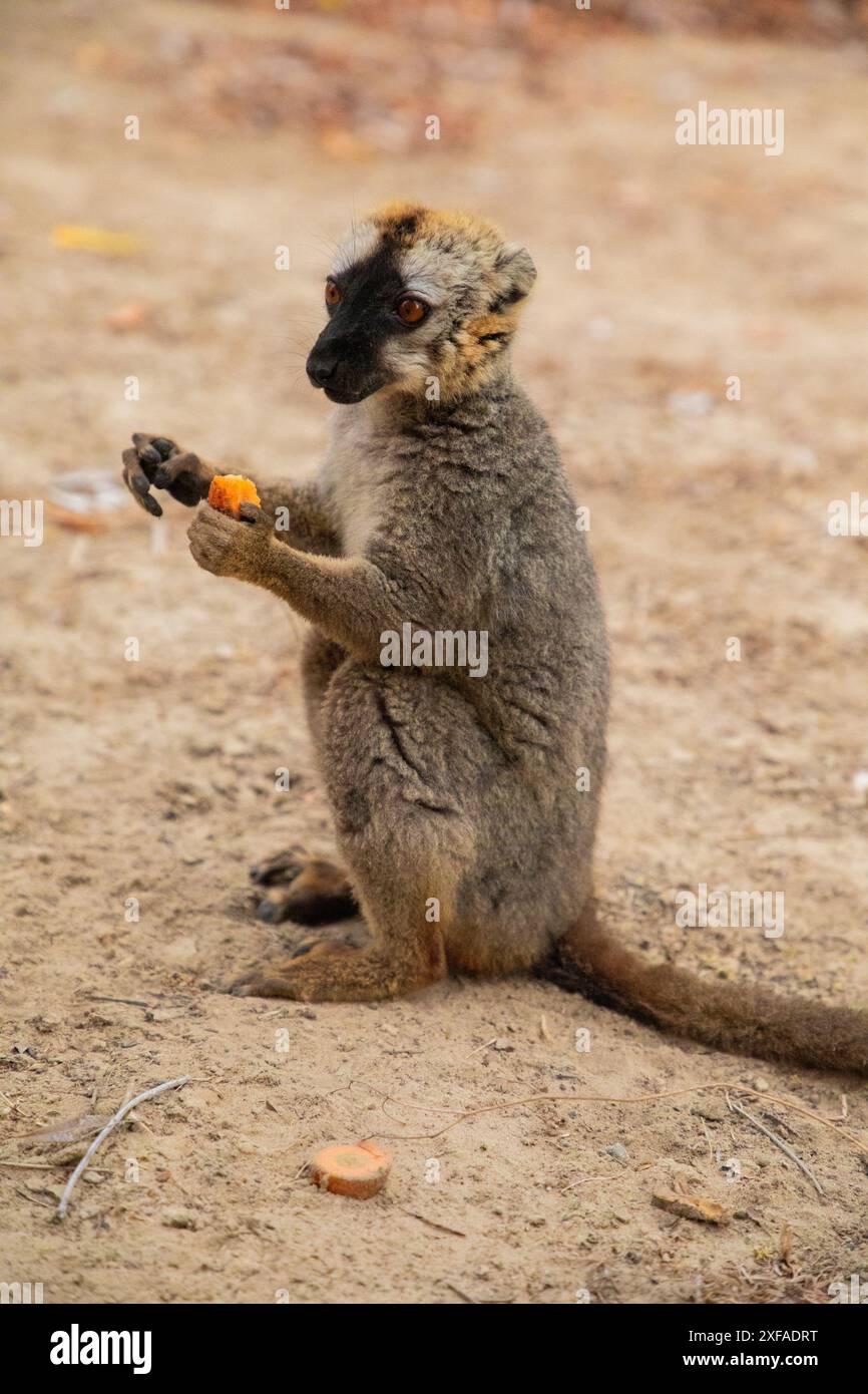 Mignon lémurien brun commun (Eulemur fulvus) aux yeux orange. Animal endémique menacé sur tronc d'arbre dans l'habitat naturel, réserve Kimony. Exotique malgache Banque D'Images