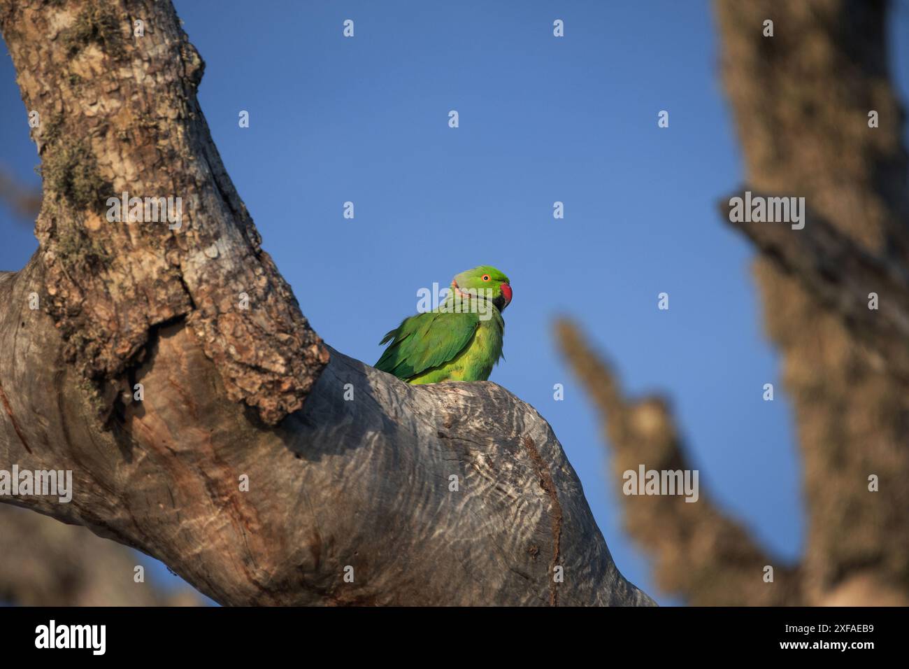 Perruche cernée de roses dans un arbre. (Psittacula krameri) dans un environnement naturel pour vous-même Banque D'Images