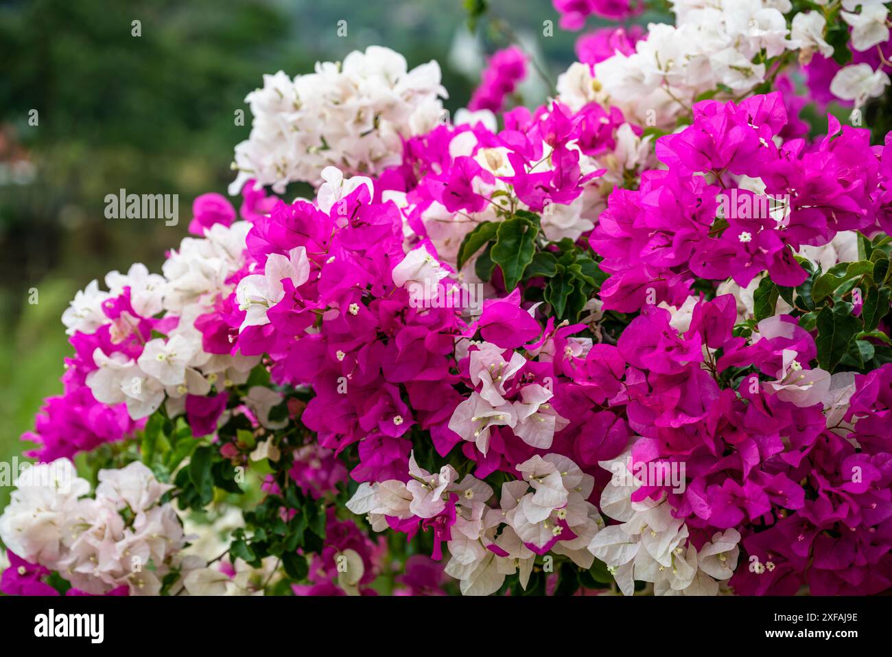 Fleurs de bougainvilliers dans un jardin coloré et une pépinière le long de la rivière à Boquete, une petite ville de montagne dans la province de Chiriquí, Panama Banque D'Images