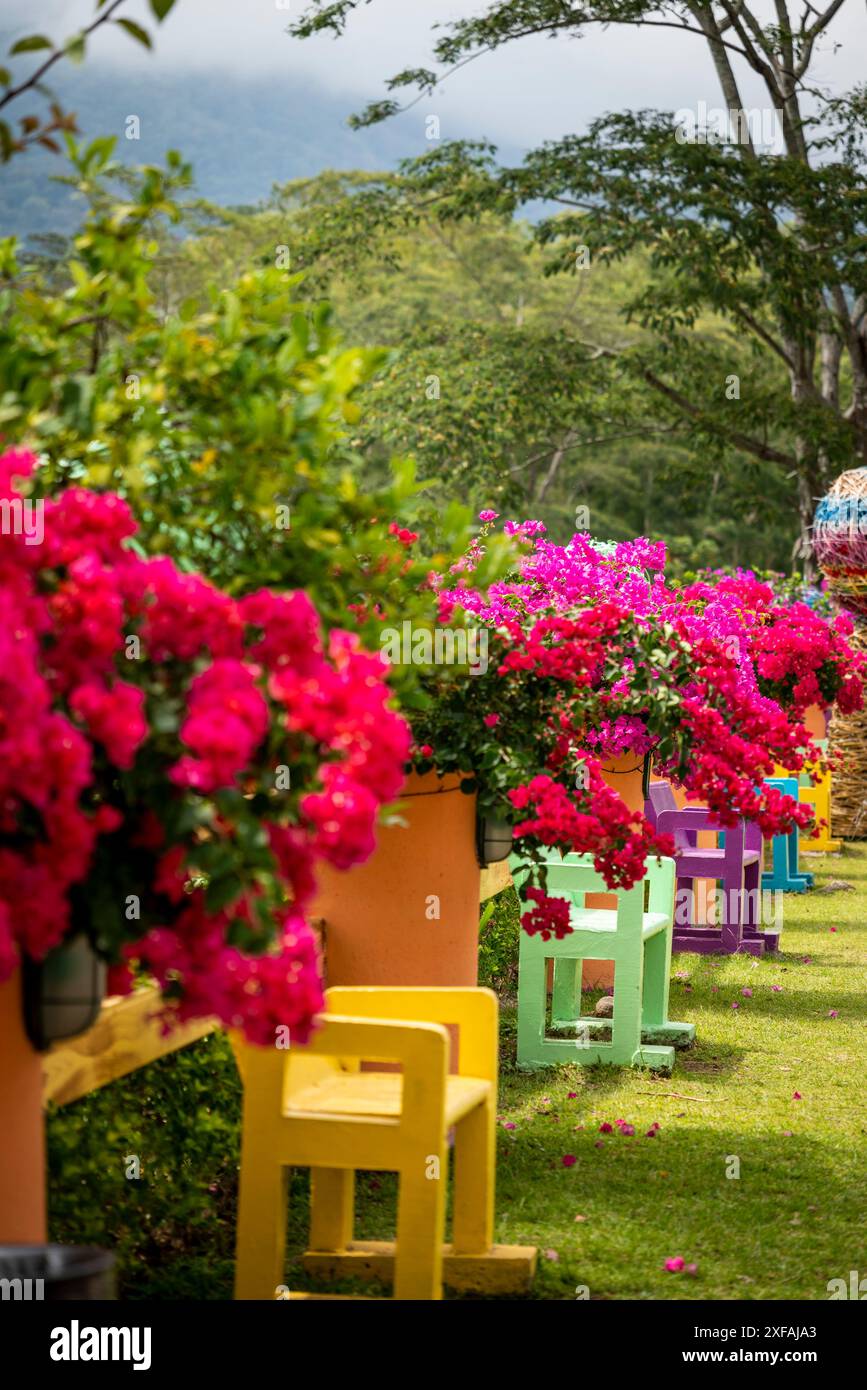 Fleurs de bougainvilliers dans un jardin coloré et une pépinière le long de la rivière à Boquete, une petite ville de montagne dans la province de Chiriquí, Panama Banque D'Images