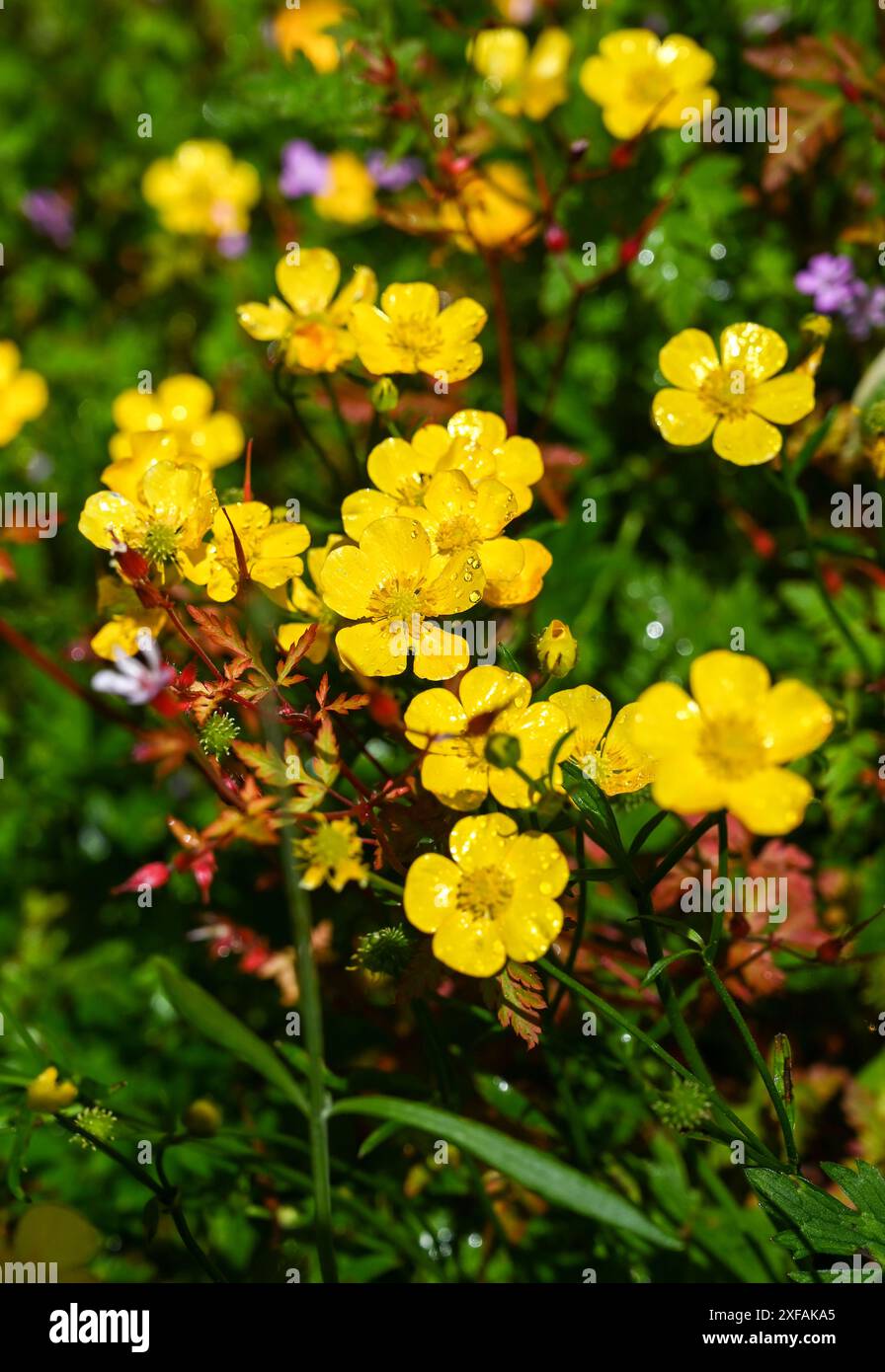 Ranunculus repens, le Buttercup rampant, est une plante à fleurs de la famille des Buttercup Ranunculaceae, dans un jardin de Brighton en été Angleterre, Royaume-Uni Banque D'Images