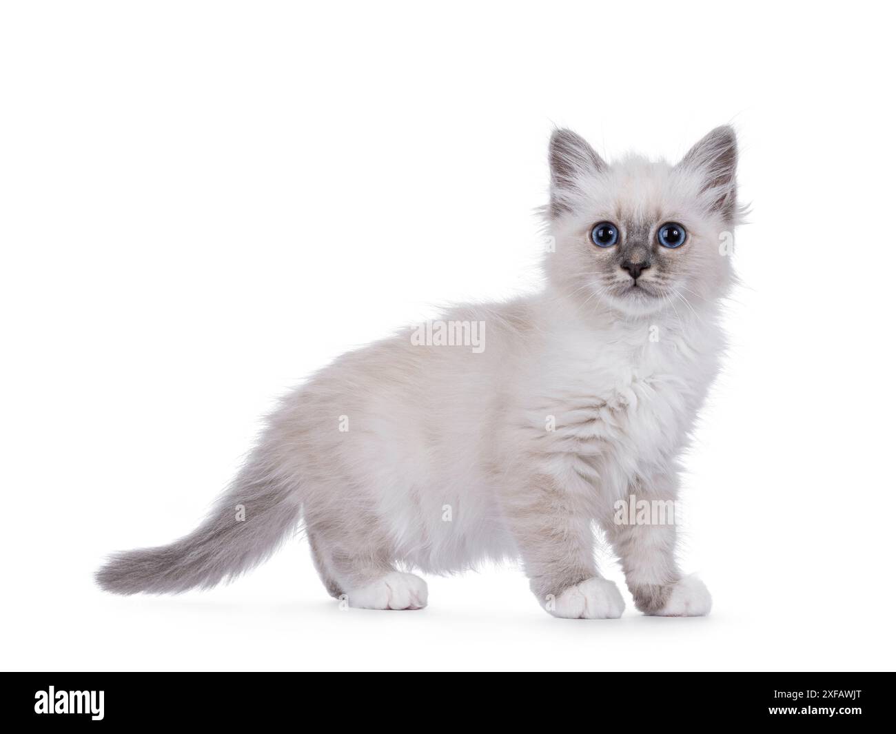 Chaton chat Birman sacré debout sur le côté. Regardant droit vers l'objectif avec des yeux bleus typiques de race perceuse. Isolé sur fond blanc. Banque D'Images