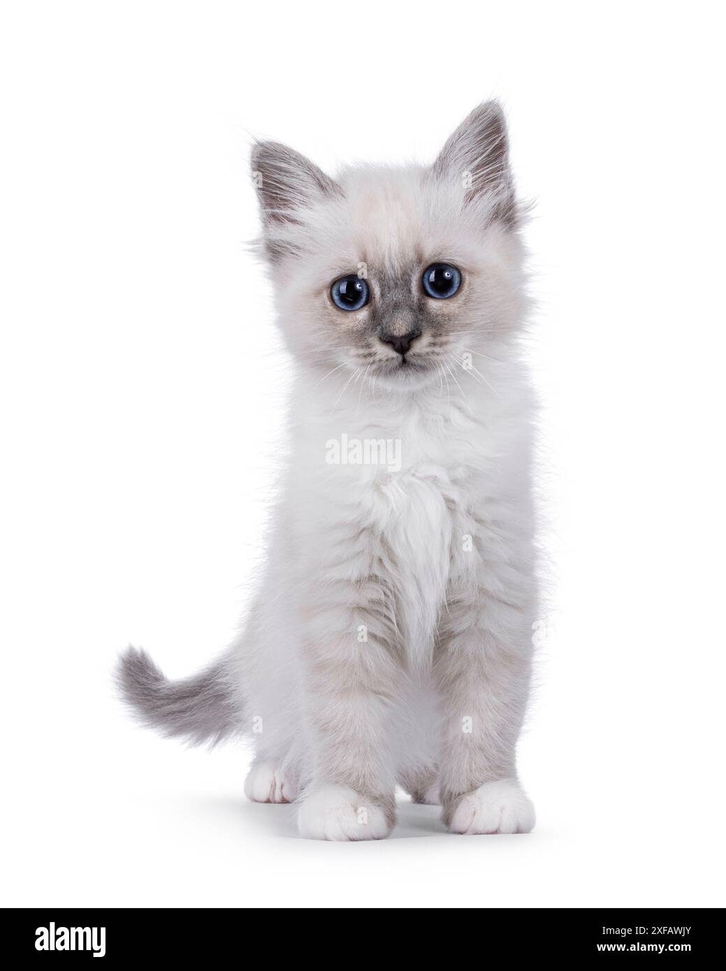Chaton chat sacré Birman debout face à l'avant. Regardant droit vers l'objectif avec des yeux bleus typiques de race perceuse. Isolé sur fond blanc Banque D'Images